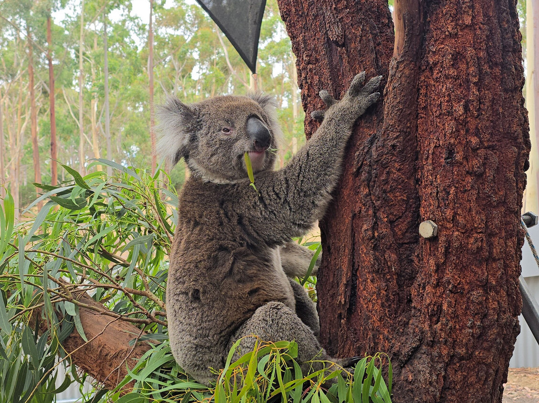 Softfoot Farm & Wildlife Park-Hindmarsh Valley必去景点