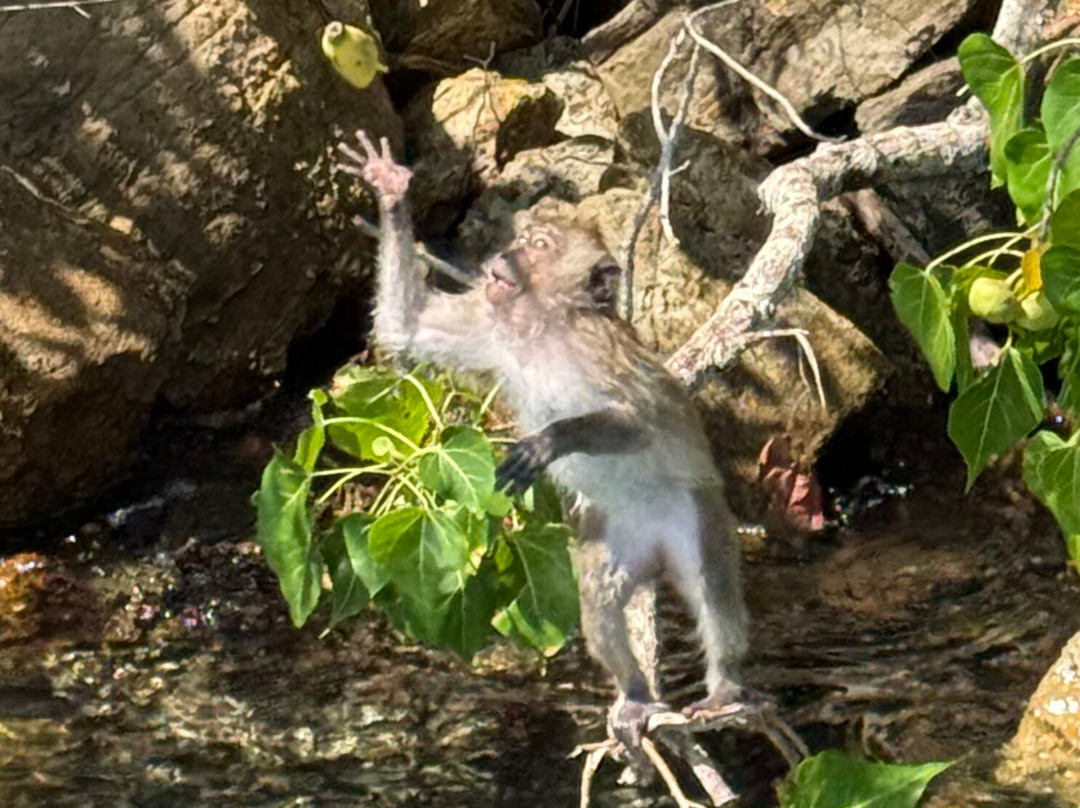 Phuket Seahorse Tours-卡伦必去景点