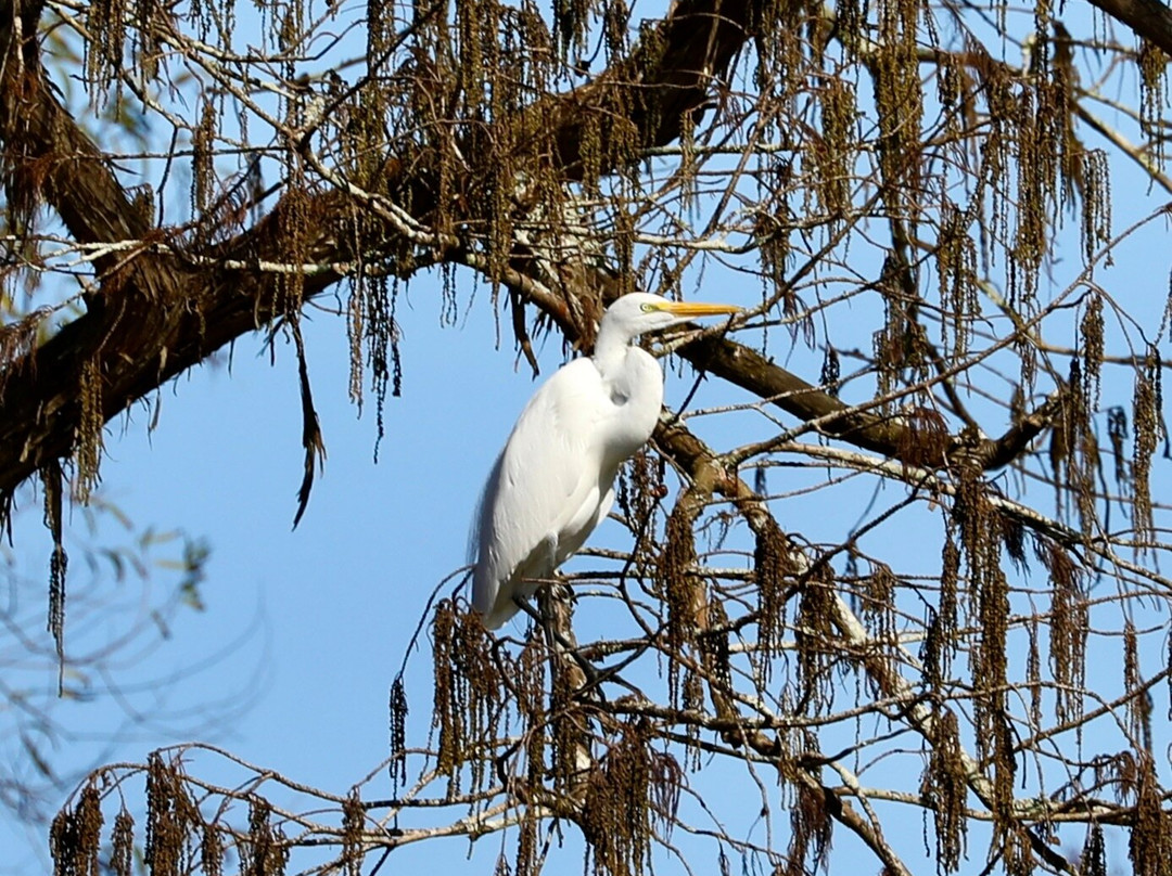 The Last Wilderness Swamp Tour-Plaquemine必去景点