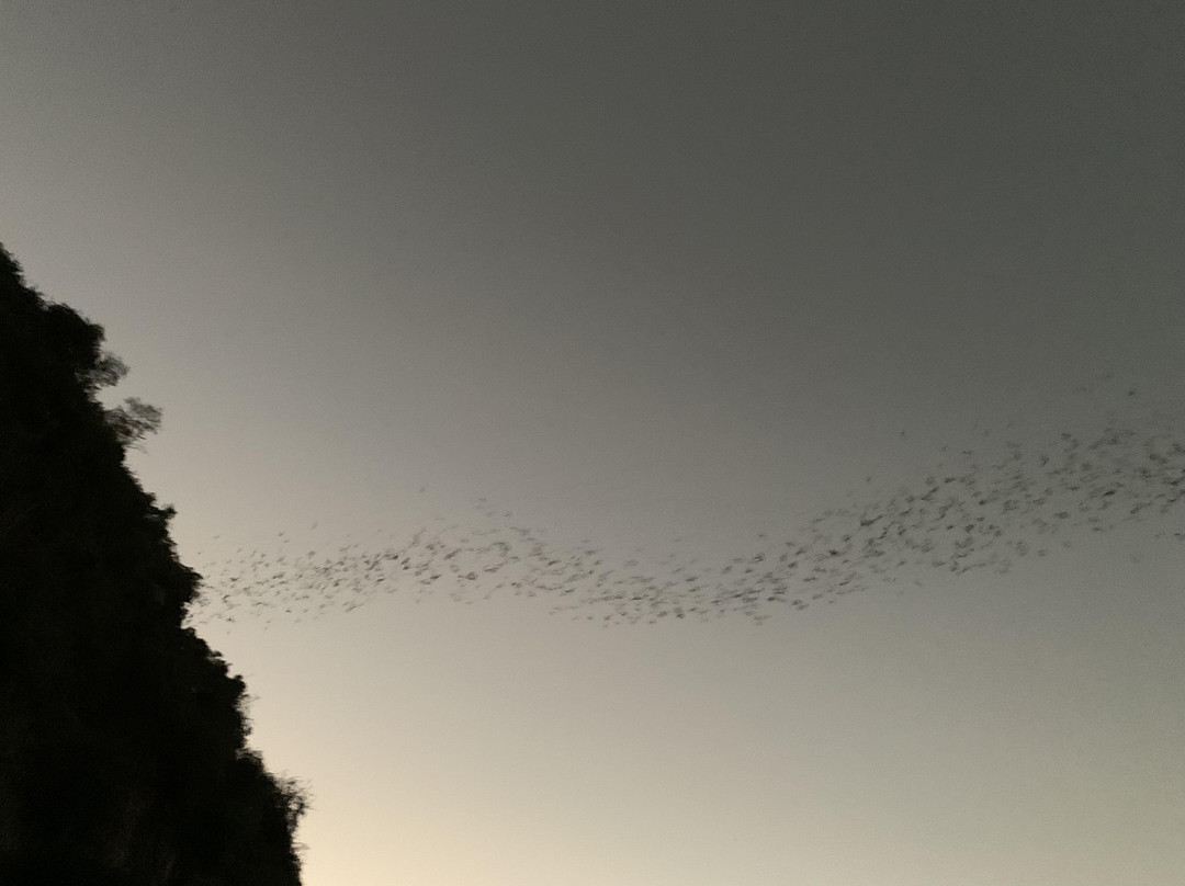 Battambang Bat Caves-马德望必去景点