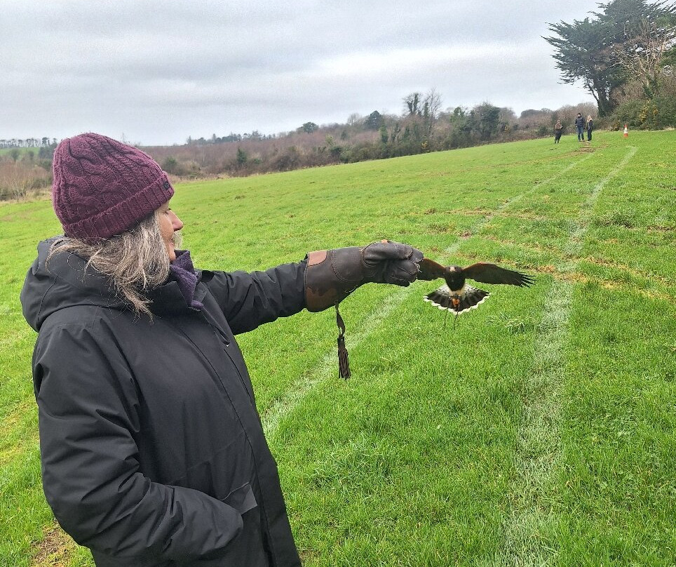 Mayfield Birds of Prey-Kilmacthomas必去景点