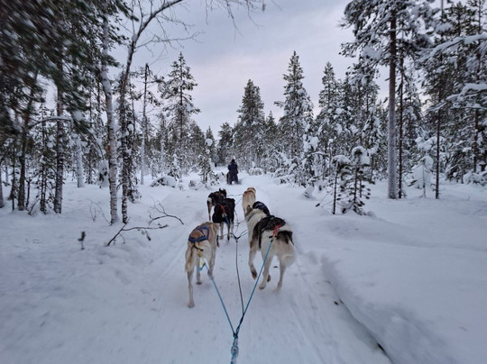 Wingrens Dogsafaris-Kongas必去景点