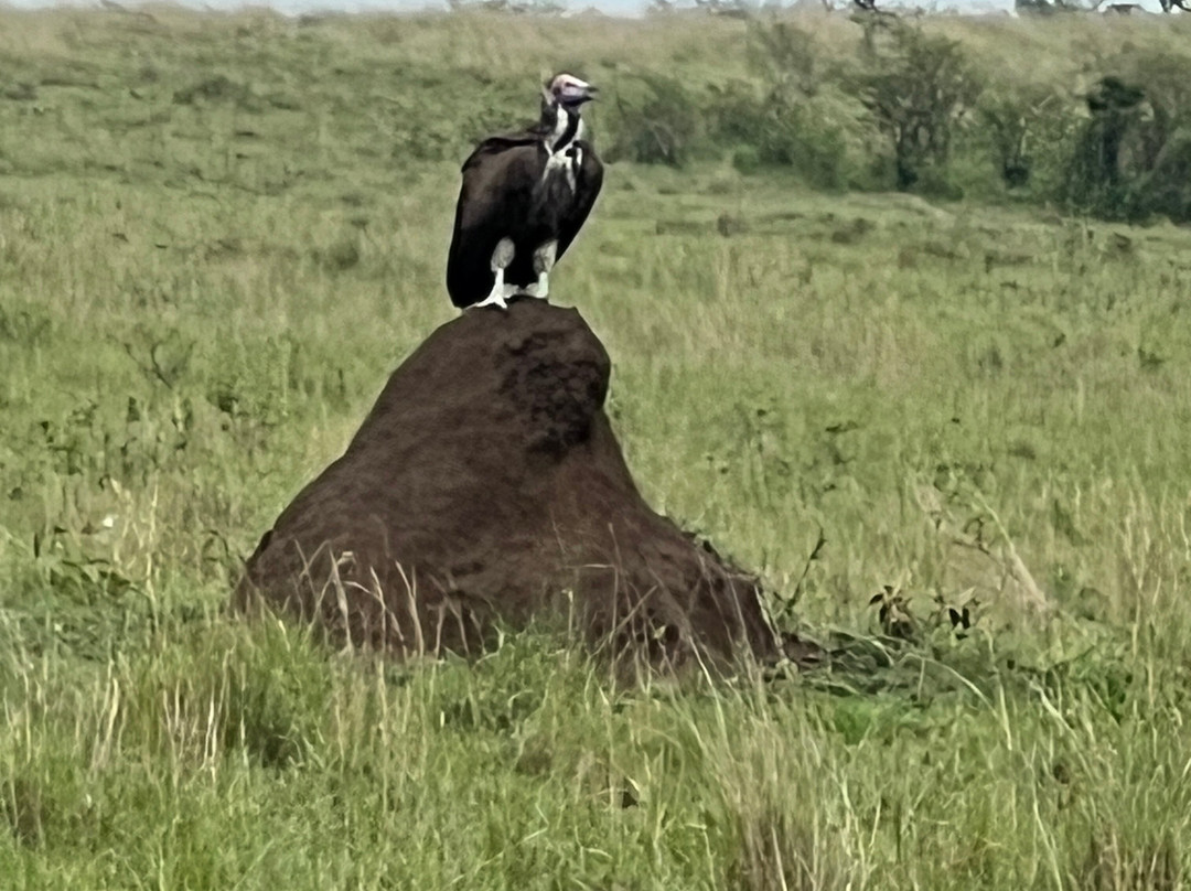 Belair Adventures And Safaris Limited-内罗毕必去景点