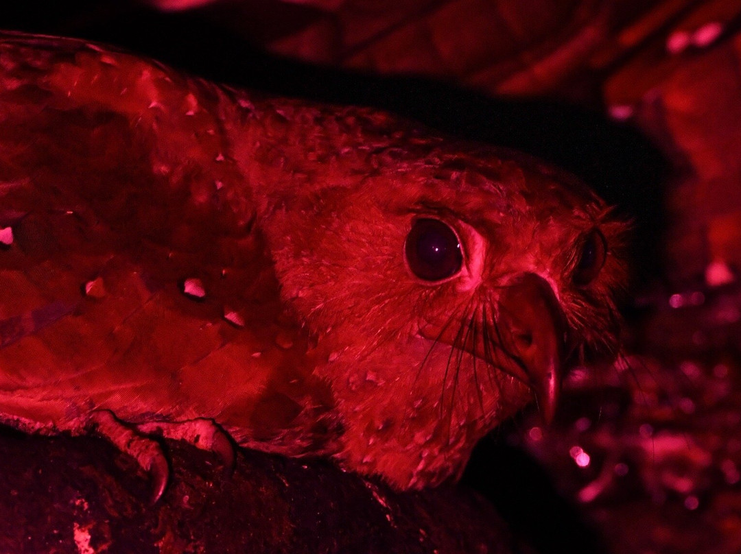 Hadco Experiences At Asa Wright Nature Centre-特立尼达必去景点