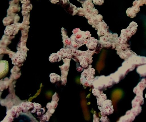 阿尼洛布塞奥海滩潜水度假村-官方