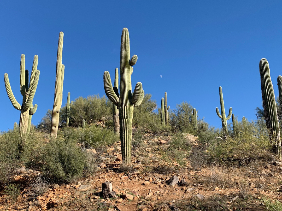 Catalina State Park-图森必去景点