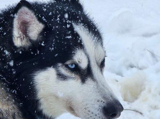 Uappala Sestriere主图