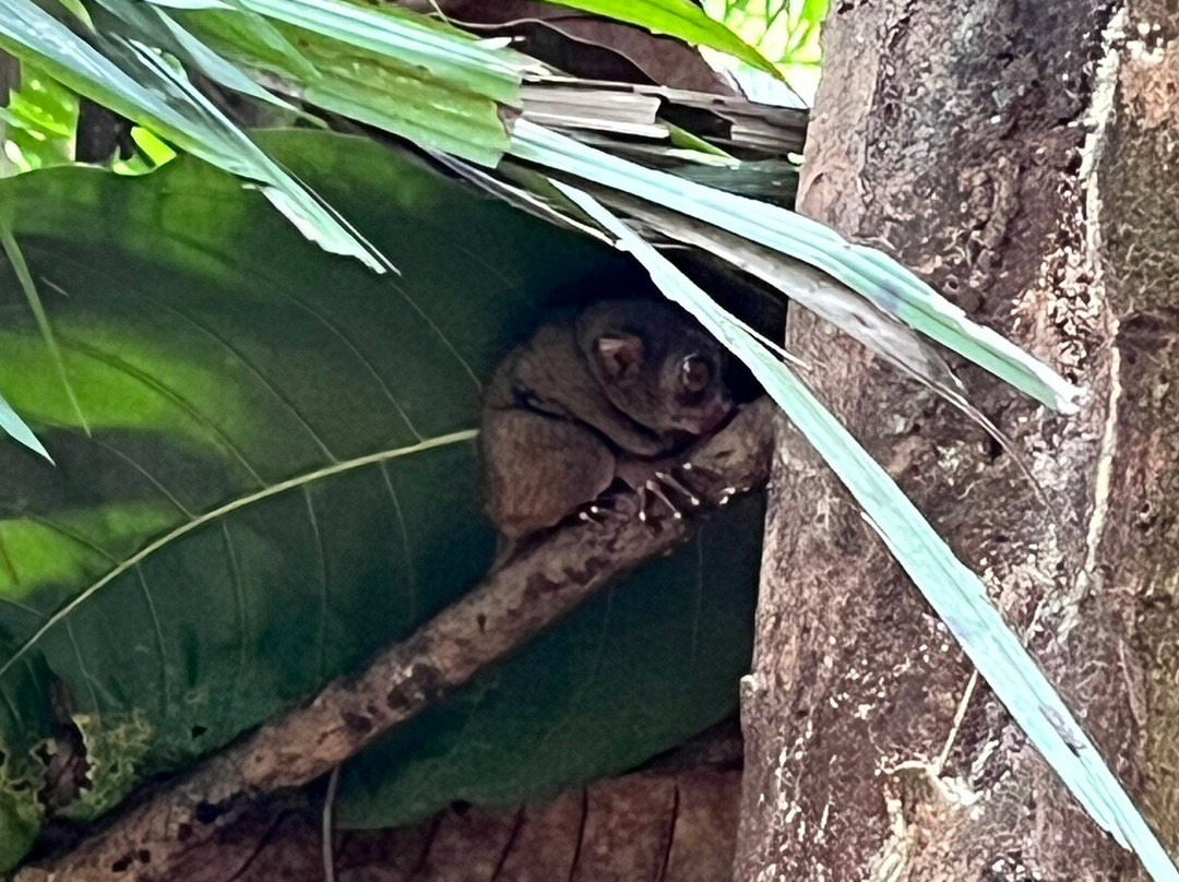 眼镜猴保护区-Bilar必去景点