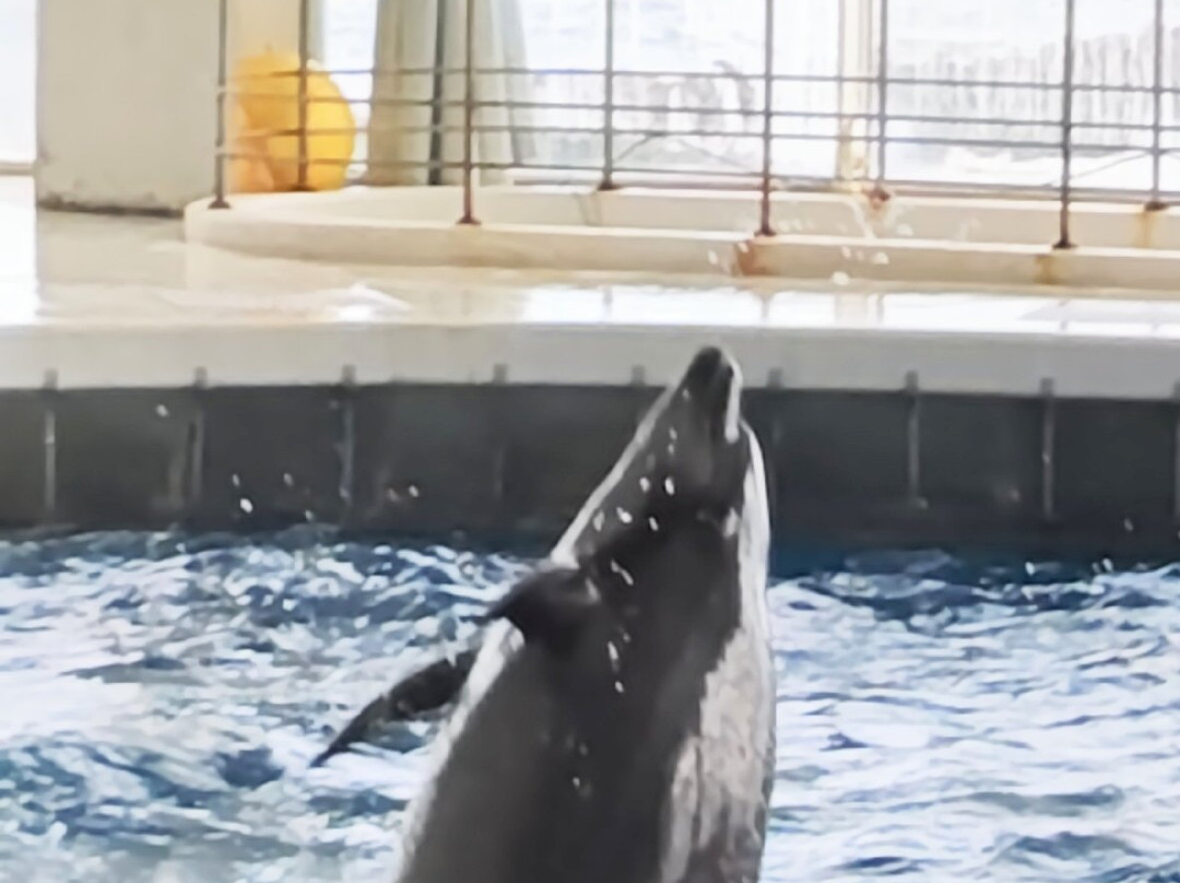Aqua World Ibaraki Prefectural Oarai Aquarium-大洗町必去景点
