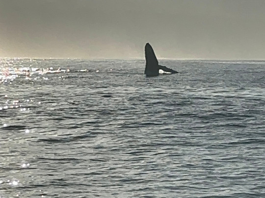 Bob Marlin Charters-哈雷瓦必去景点