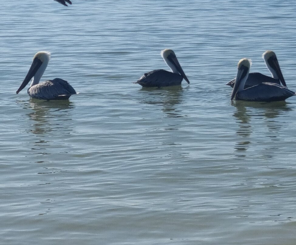 Punta Mosquito-Holbox Island必去景点