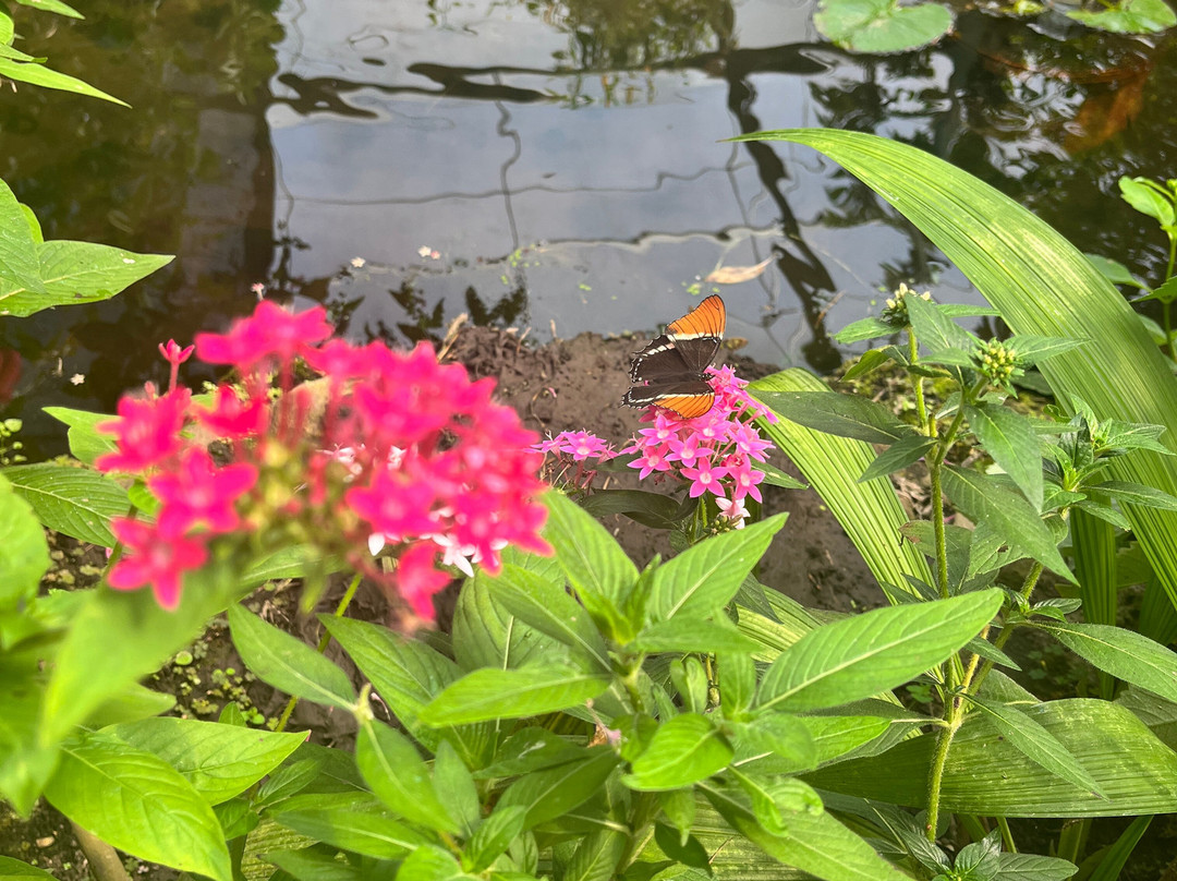 Boquete Bees and Butterflies-波魁特必去景点