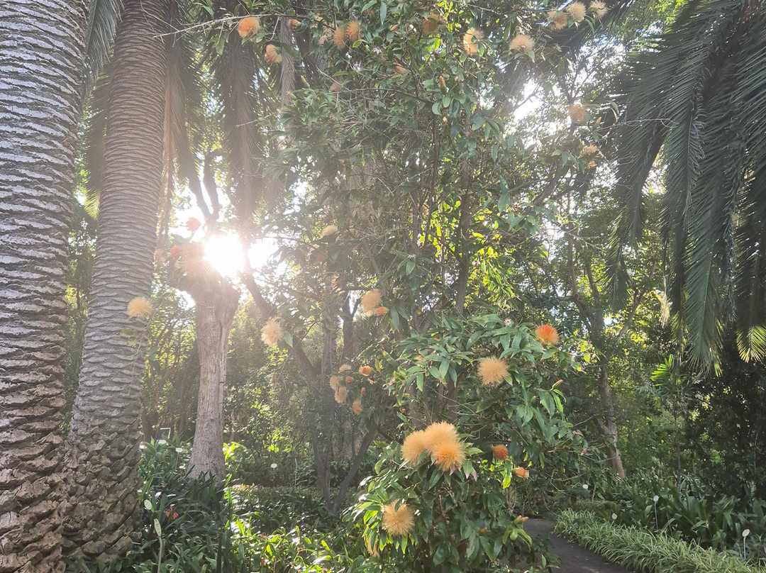 Botanischer Garten-德拉克鲁兹索尔港必去景点