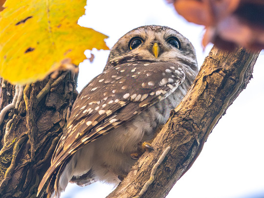 Jungle Buddies Tours-孟买必去景点