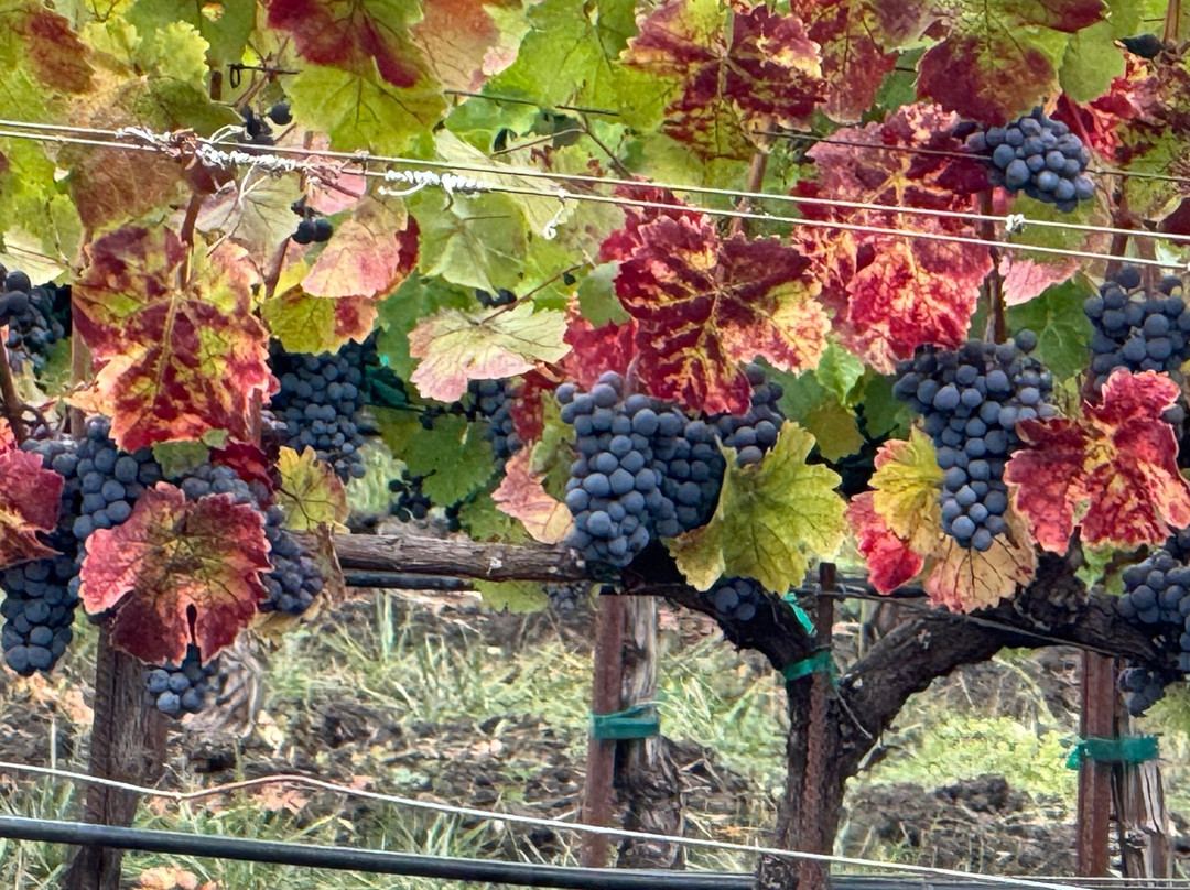 Caymus Vineyards-拉瑟福德必去景点