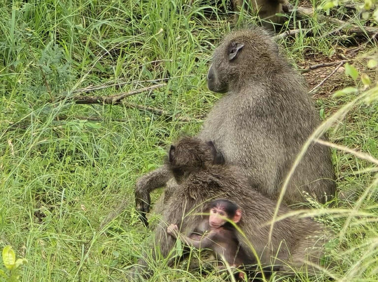 CD Tours - Day Trips-马里兰必去景点