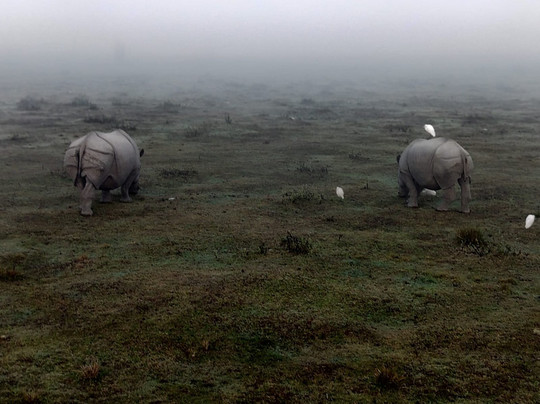 Kaziranga National Park-Golaghat必去景点