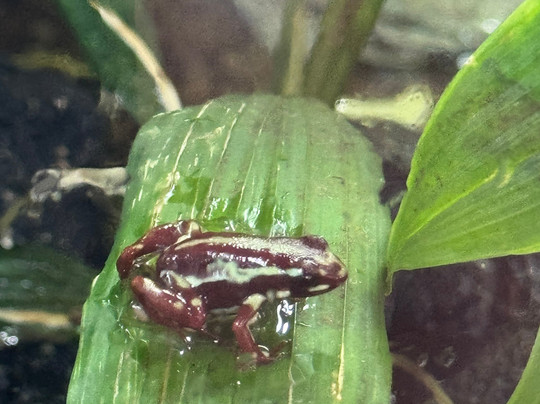 Wikiri Sapoparque-基多必去景点