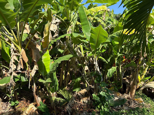 Bansuan Thanormpat Resort主图