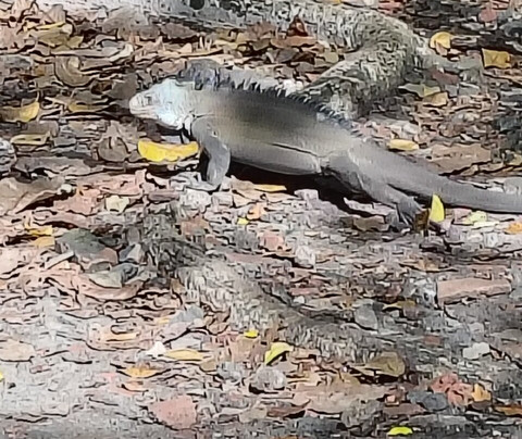 TY-Domino Catamaran-Le Robert必去景点