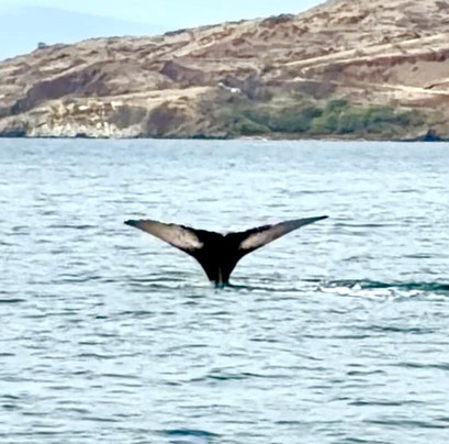 Alii Nui Maui - Sailing Charters