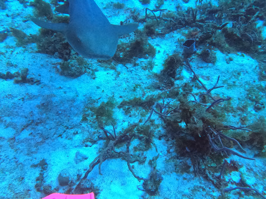 Scuba Life Cozumel-San Miguel de Cozumel必去景点