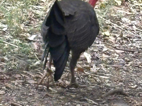 Stringybark Reserve-莱恩科夫必去景点