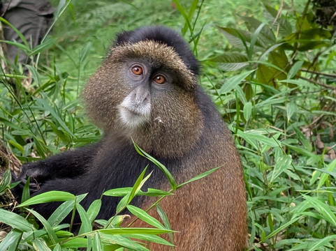 Devine African Safaris-吉佳利必去景点