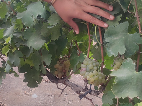 Bodegas Vista Alegre-伊卡必去景点