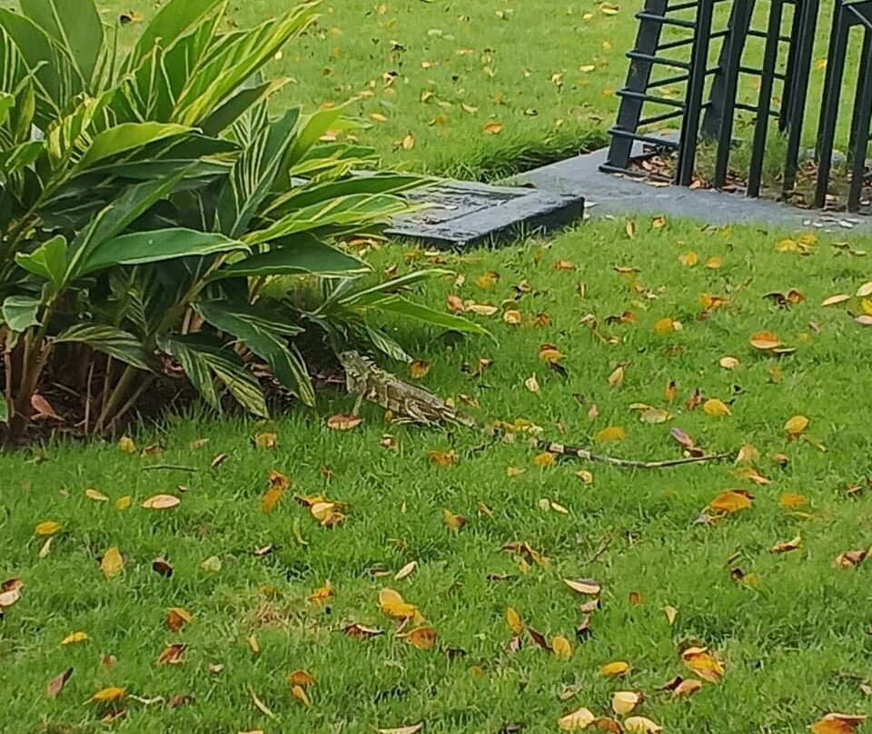 Parque Seminario-瓜亚基尔必去景点