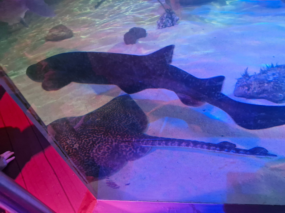 Sea Life Scarborough-斯卡伯勒必去景点