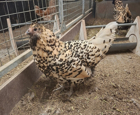 Dutch Poultry Museum-Barneveld必去景点