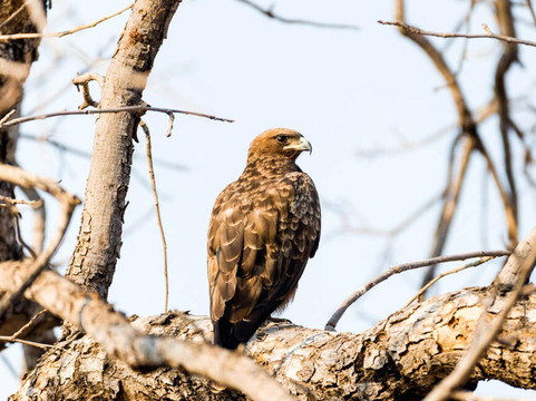 Kenya Wild Parks-内罗毕必去景点