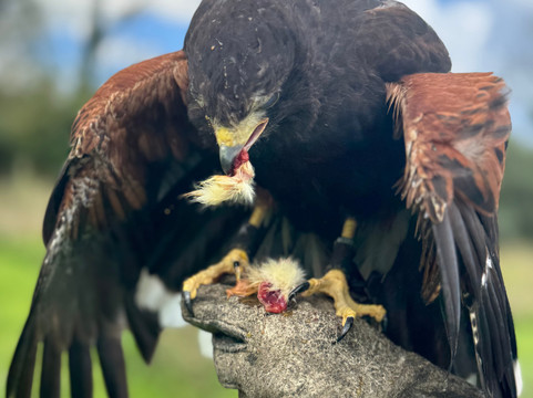North Devon Hawk Walks-South Molton必去景点