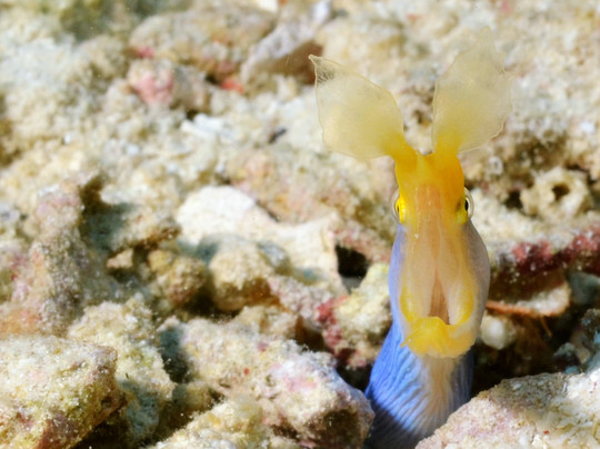 Coco Grove Dive Shop-Tubod必去景点