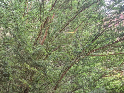 怀赫科岛汽车旅馆主图