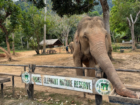 Phuket Elephant Nature Reserve-他朗必去景点