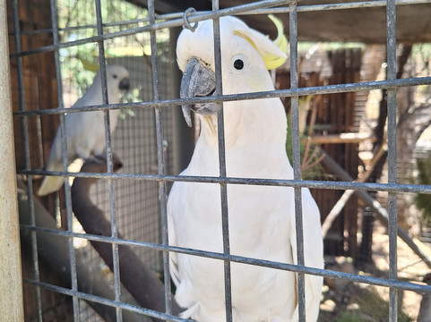Jirrahlinga Dingo Conservation & Wildlife Education Centre-Chewton必去景点