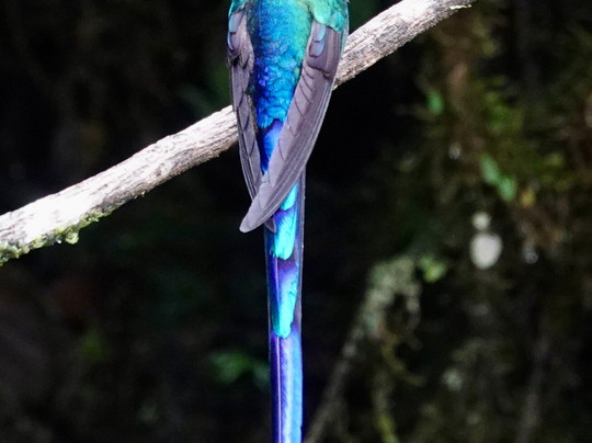 Jaguarundi Travel-波哥大必去景点