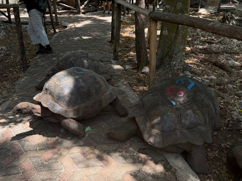 Zan African Tours By Polepole-孥归必去景点