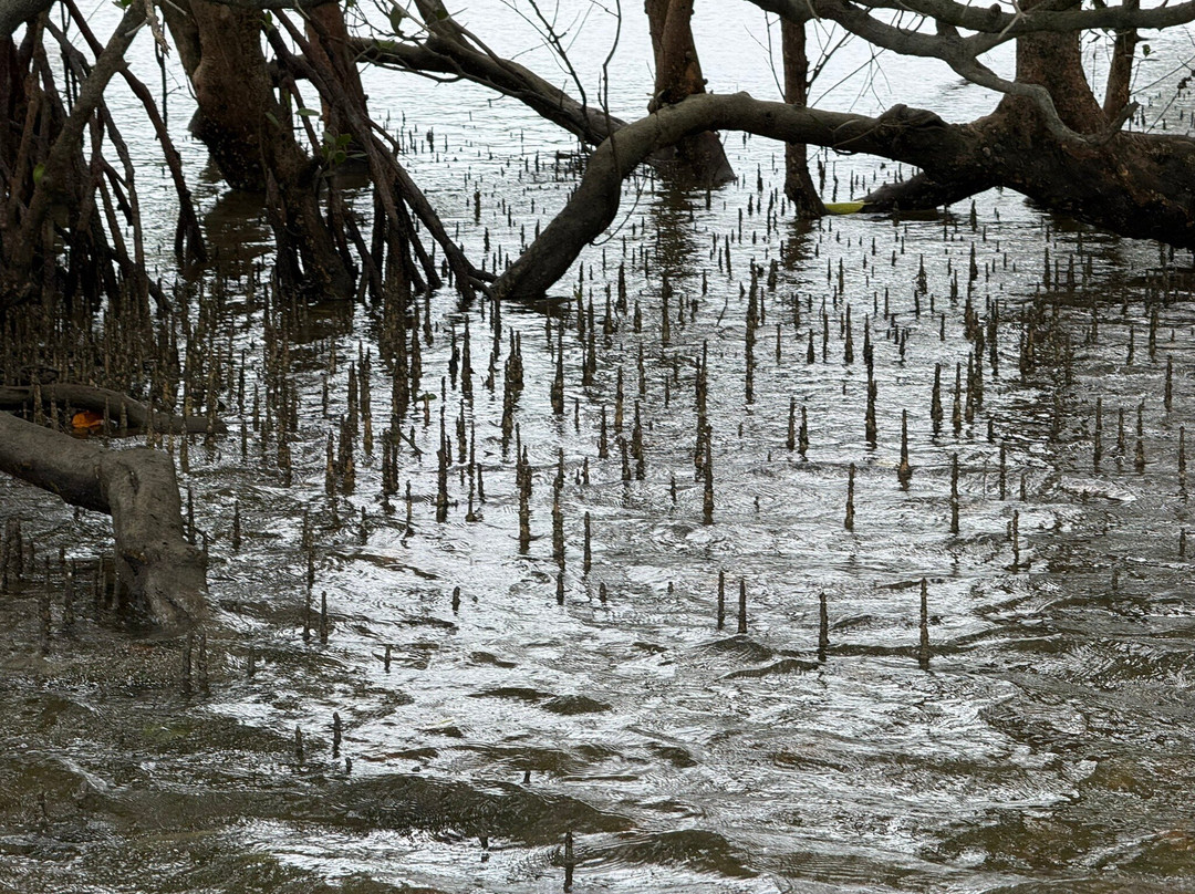 JungleWalla Desaru-本那瓦镇必去景点