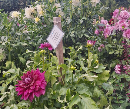 Dahliengarten-富尔达必去景点