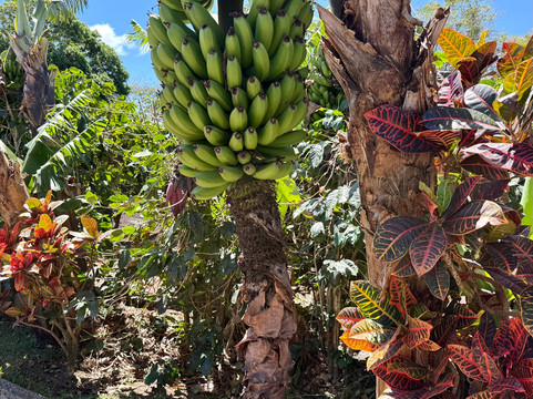Doka Estate Coffee Tour-Poas Volcano National Park必去景点