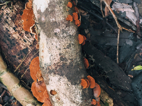 Amazon Maguta Jungle Lodge-莱蒂西亚必去景点