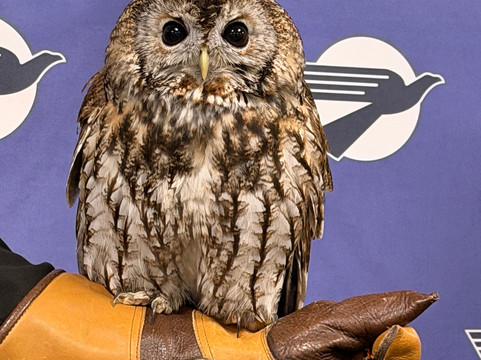 World Bird Sanctuary-Valley Park必去景点