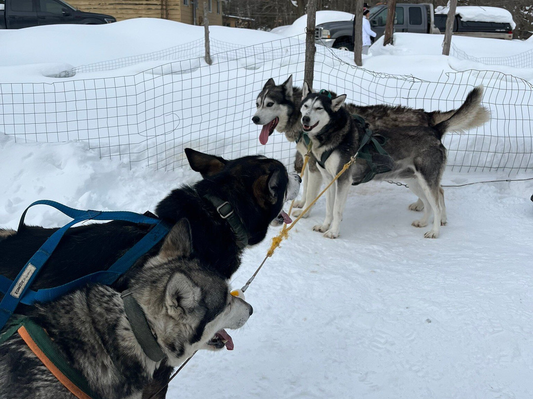 Windrift Kennel-奥里利亚必去景点