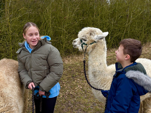 Hilly Ridge Alpacas-Wattisham必去景点