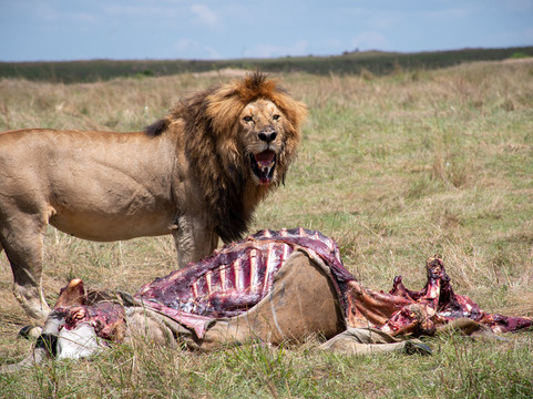 Hadven-homeland Adventures-内罗毕必去景点