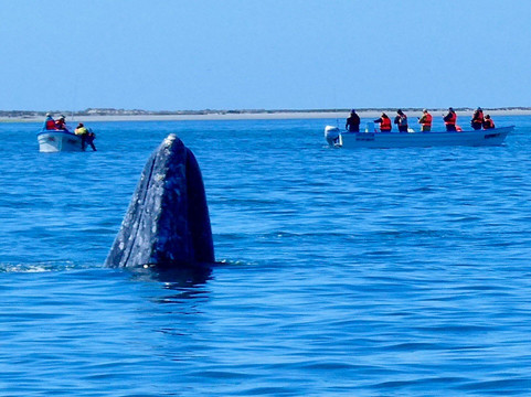 Antonios Eco-Tours-San Ignacio必去景点