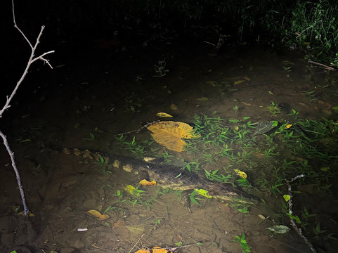 Jungle Night Walk-卡维塔必去景点